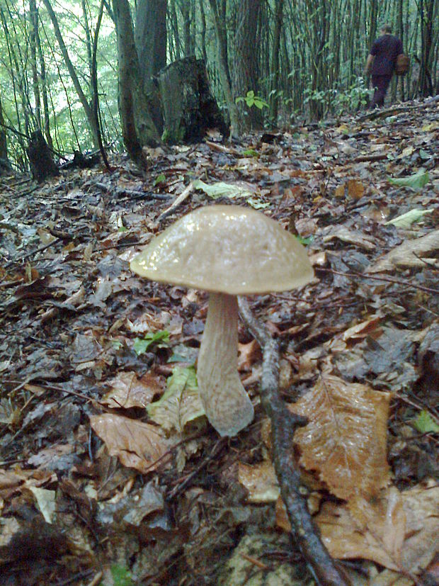 kozák hrabový Leccinum pseudoscabrum (Kallenb.) Šutara