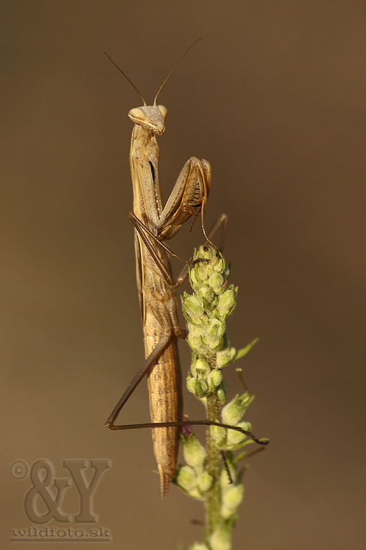 modlivka zelená Mantis religiosa