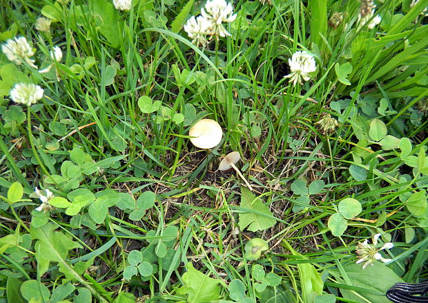 tanečnica poľná Marasmius oreades (Bolton) Fr.