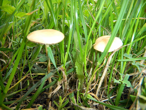 tanečnica poľná Marasmius oreades (Bolton) Fr.