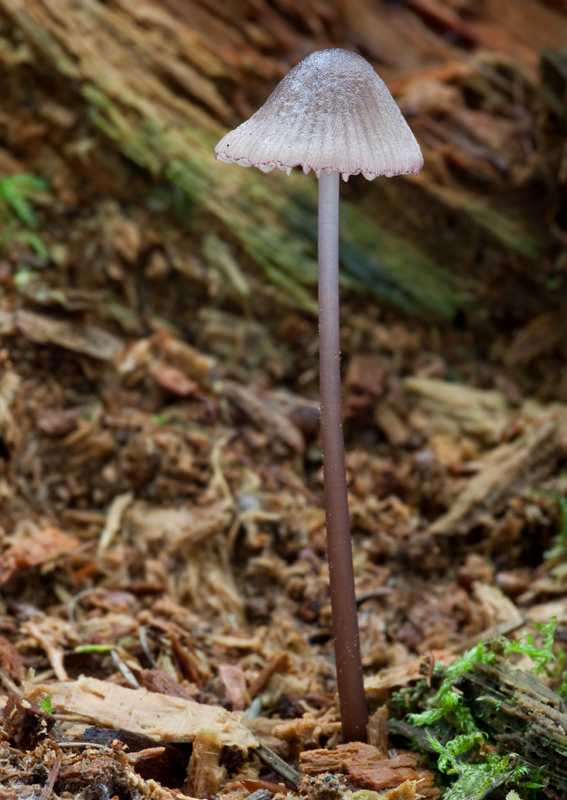 prilbička fialovookrajová Mycena purpureofusca (Peck) Sacc.