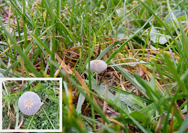 hnojník  Parasola auricoma alebo plicatilis