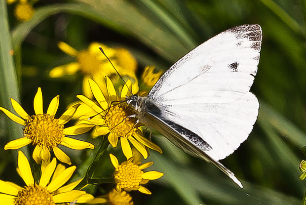 mlynárik repkový Pieris napi