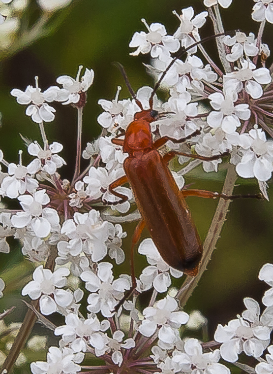 snehulčík žltý Rhagonycha fulva