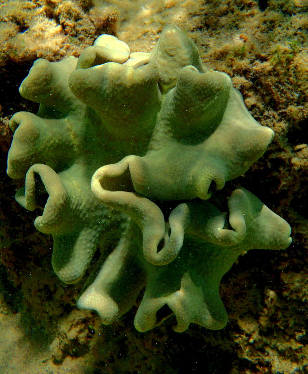 . Sarcophyton trocheliophorum