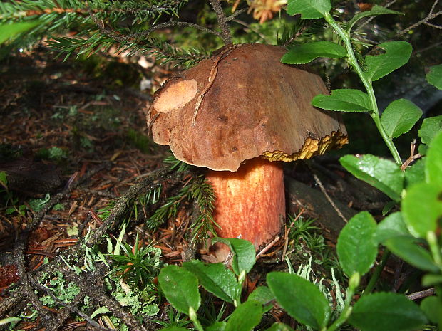 hríb zrnitohlúbikový Sutorius luridiformis (Rostk.) G. Wu & Zhu L. Yang