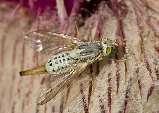 Terellia longicauda