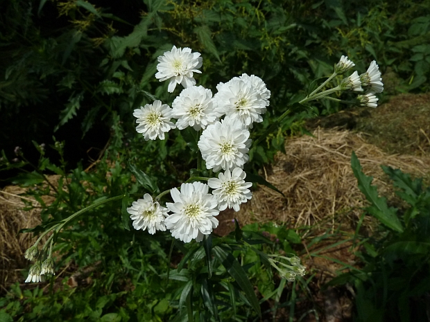 rebríček bertrámový Achillea ptarmica L.