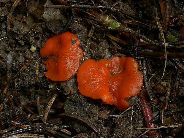 tanierovka Aleuria sp.