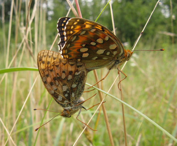 perlovec veľký Argynnis aglaja