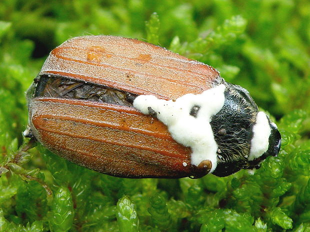 bovéria Beauveria sp.