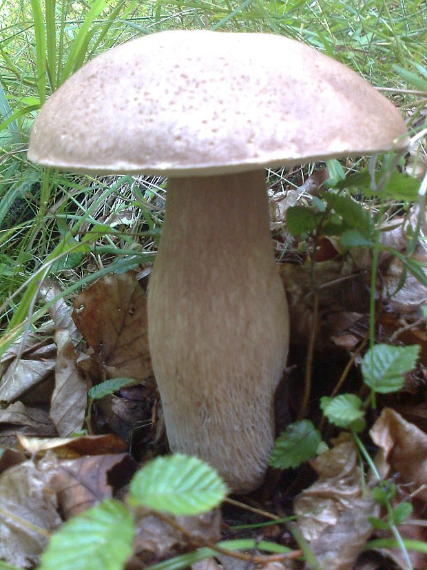 hríb dubový Boletus reticulatus Schaeff.