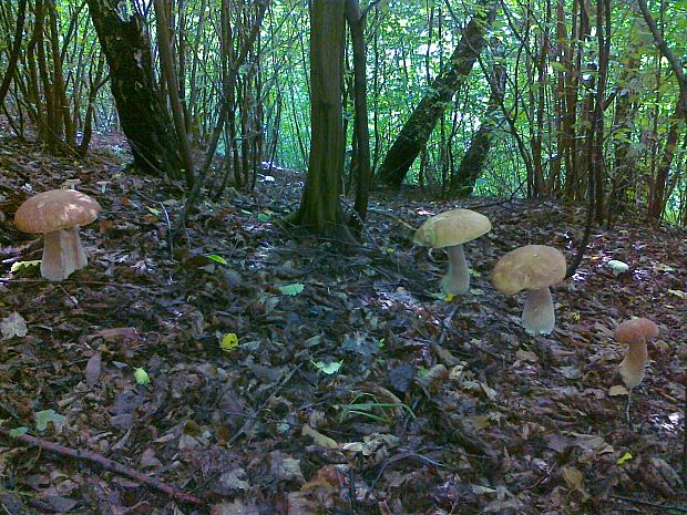 hríb dubový Boletus reticulatus Schaeff.