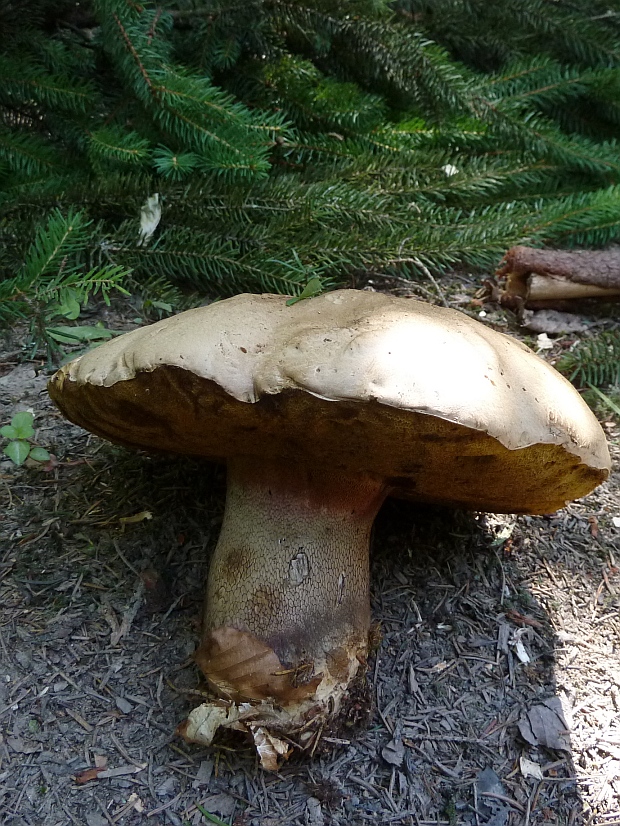 hríb Boletus sp.