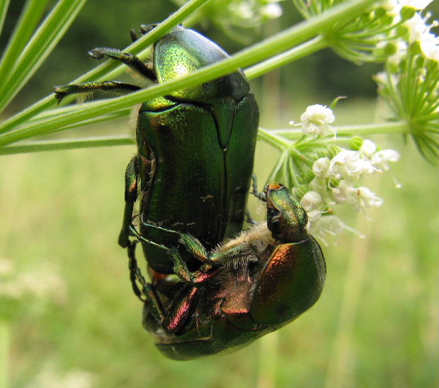 zlatoň obyčajný Cetonia  aurata