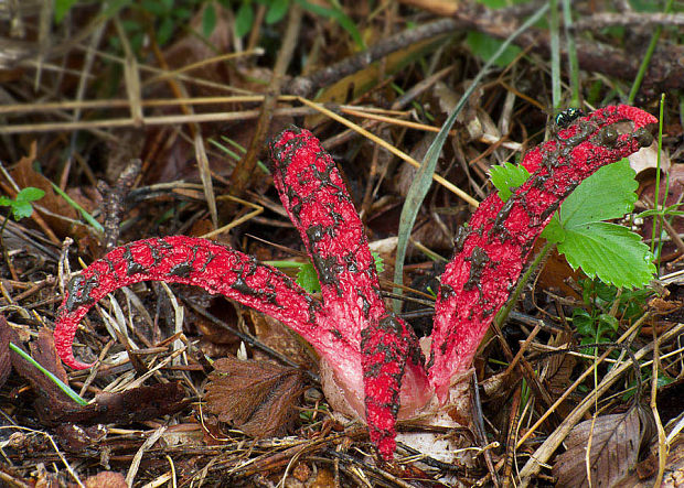 mrežovka kvetovitá Clathrus archeri (Berk.) Dring