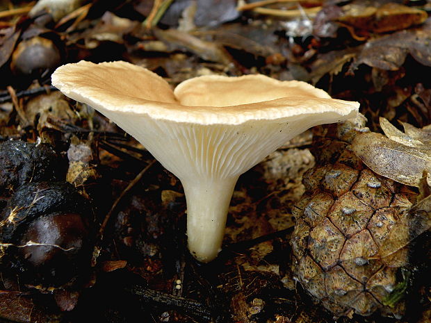 strmuľka lievikovitá  Clitocybe gibba   (Pers.) P. Kumm.