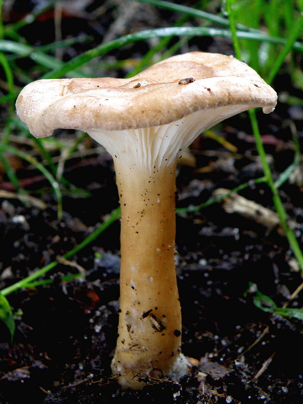 strmuľka Clitocybe sp.