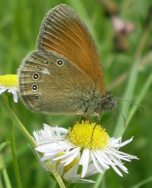 očkáň traslicový  Coenonympha glycerion