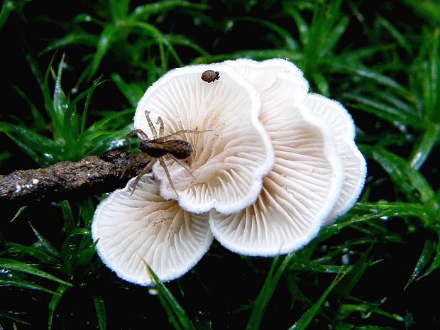 pahliva Crepidotus sp.