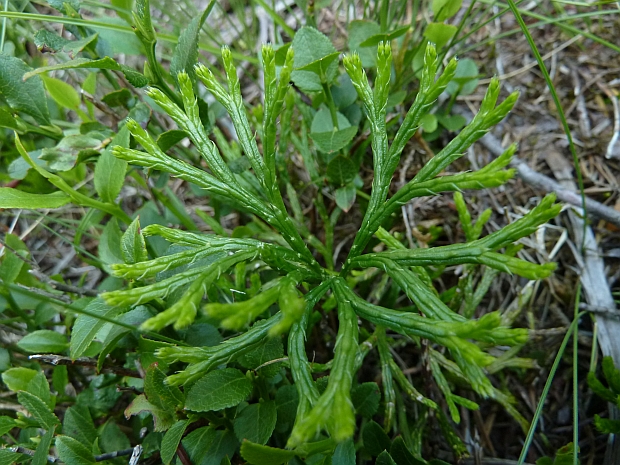 plavúnik sploštený Diphasiastrum complanatum (L.) Holub