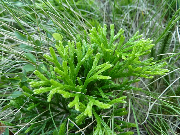 plavúnik sploštený Diphasiastrum complanatum (L.) Holub