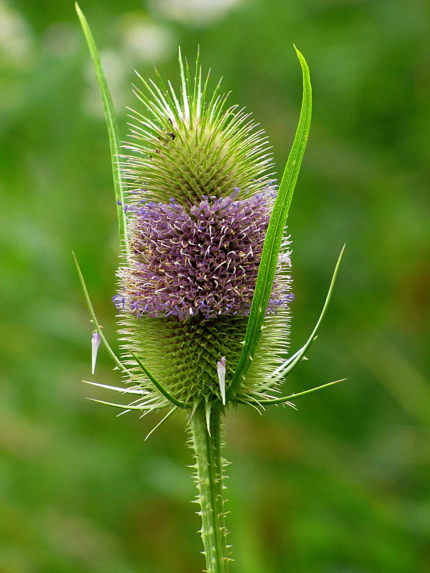 štetka lesná Dipsacus fullonum L.