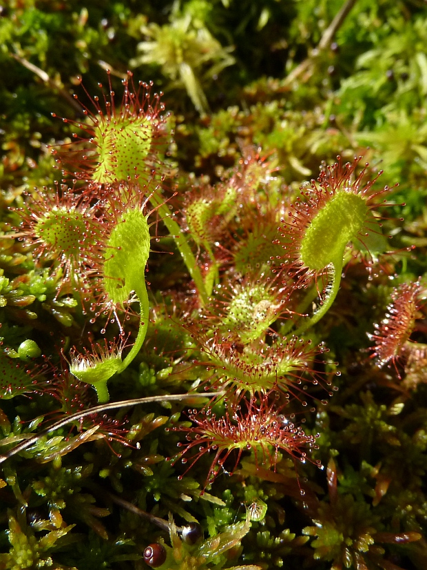 rosička okrúhlolistá Drosera rotundifolia L.