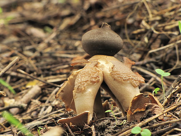 hviezdovka klenbová Geastrum fornicatum (Huds.) Hook.