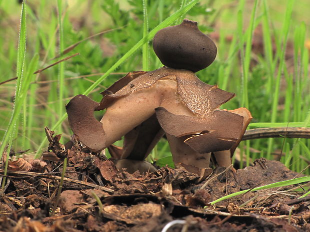 hviezdovka klenbová Geastrum fornicatum (Huds.) Hook.