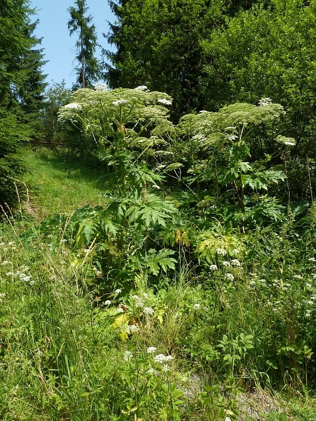 boľševník obrovský Heracleum mantegazzianum Sommier et Levier