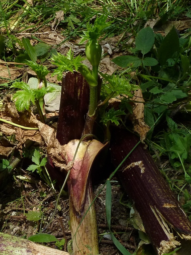 boľševník obrovský Heracleum mantegazzianum Sommier et Levier