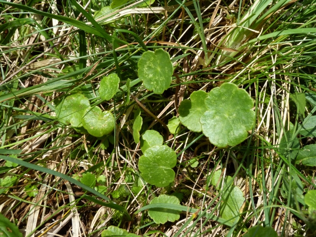 pupkovník obyčajný Hydrocotyle vulgaris L.