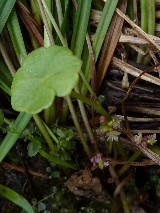 pupkovník obyčajný Hydrocotyle vulgaris L.