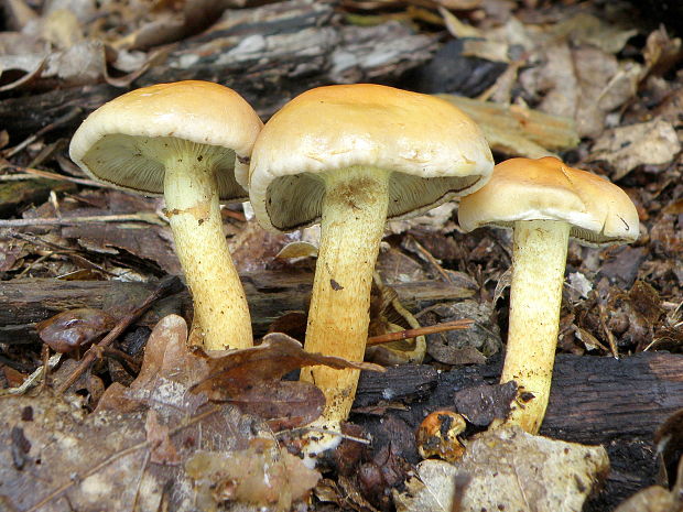 strapcovka zväzkovitá Hypholoma fasciculare (Huds.) P. Kumm.