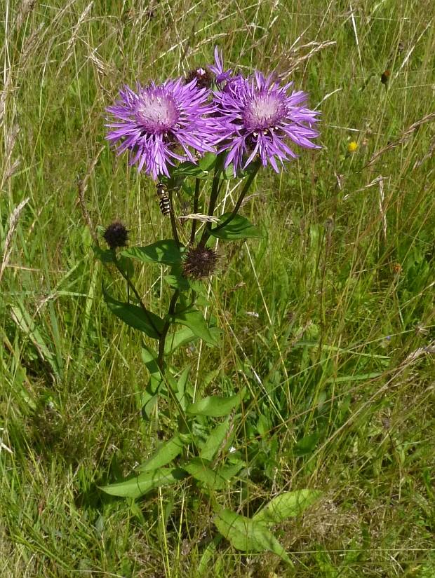 nevädzovec frygický Jacea phrygia (L.) Soják