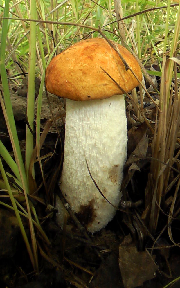 kozák osikový Leccinum albostipitatum den Bakker & Noordel.