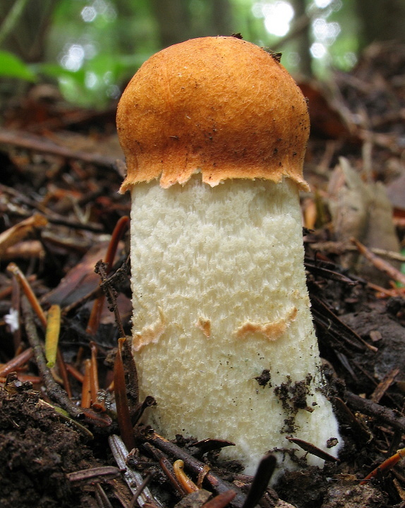 kozák osikový Leccinum albostipitatum den Bakker & Noordel.