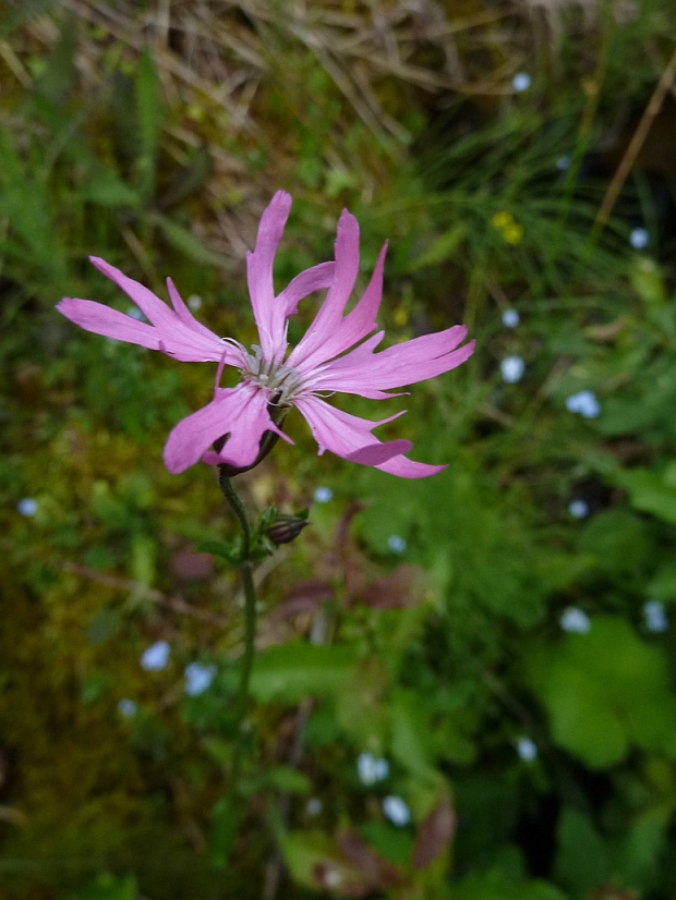 kukučka lúčna Lychnis flos-cuculi L.