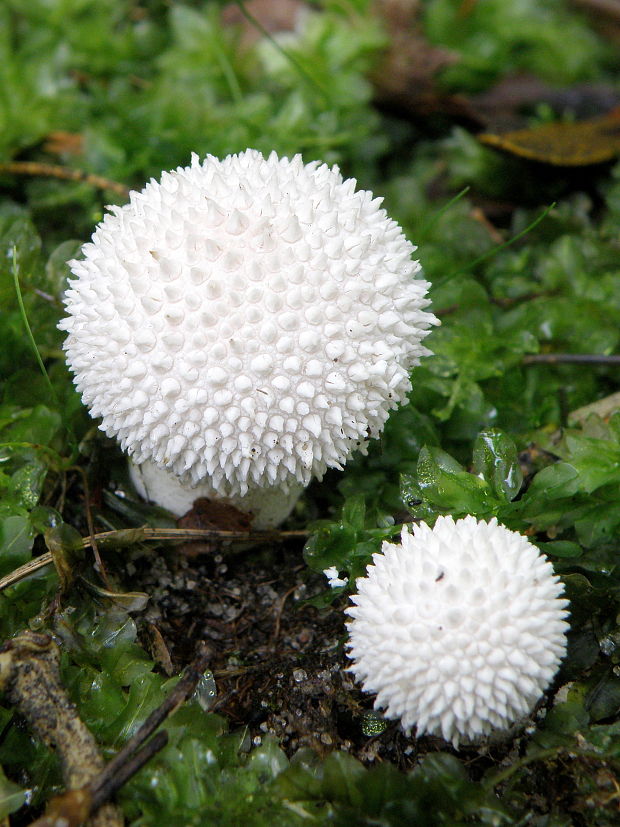 prášnica bradavičnatá Lycoperdon perlatum Pers.