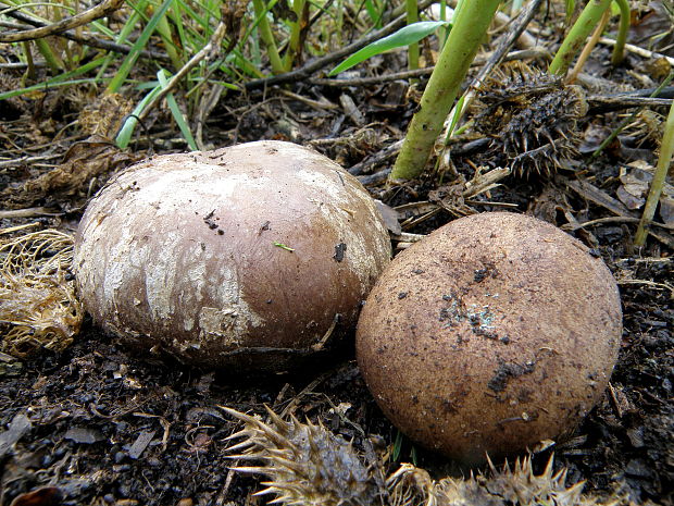 škárka kožovitá Mycenastrum corium (Guers.) Desv.