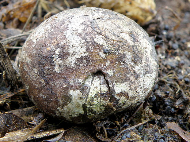 škárka kožovitá Mycenastrum corium (Guers.) Desv.