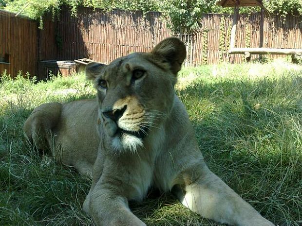 lev púšťový Panthera leo