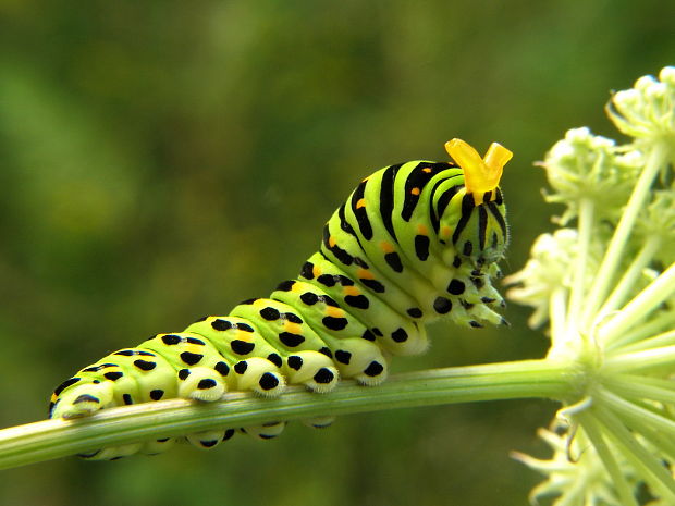 vidlochvost feniklový-húsenička Papilio machaon
