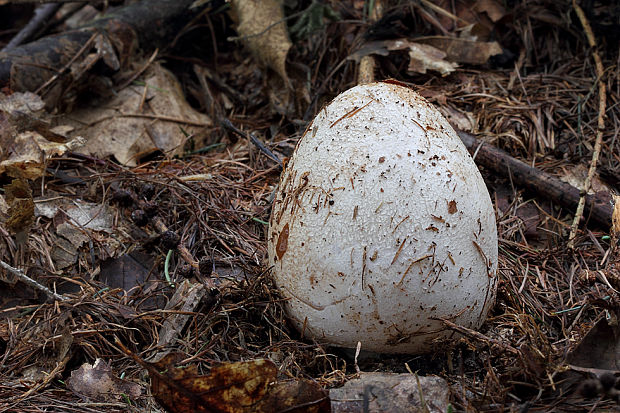 hadovka smradľavá Phallus impudicus L.