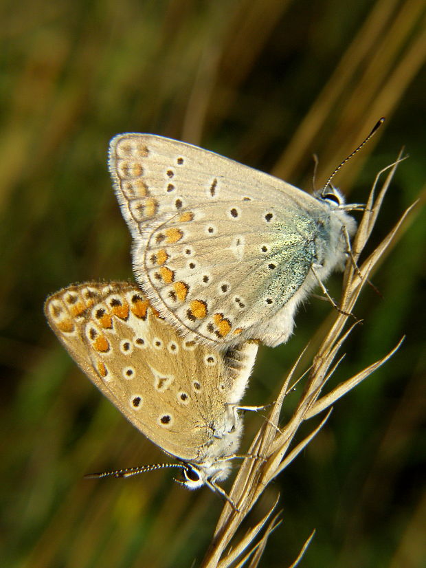 modráčik obyčajný Polyommatus icarus