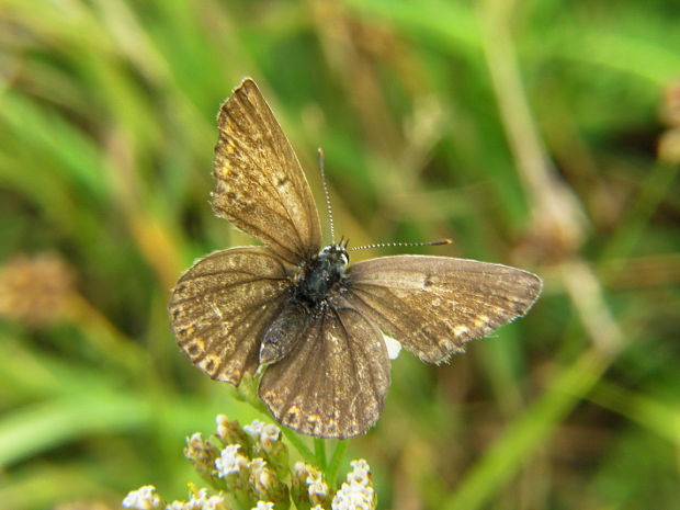 modráčik obyčajný-samička Polyommatus icarus