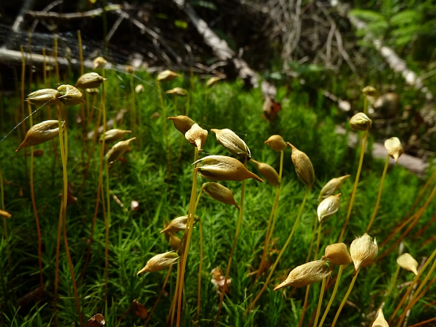 ploník Polytrichum sp.