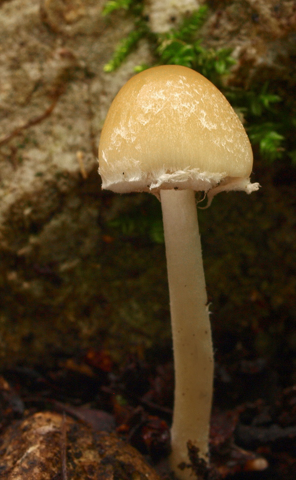 drobuľka Psathyrella sp.