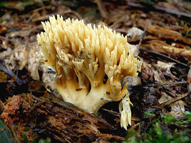 strapačka Ramaria sp.